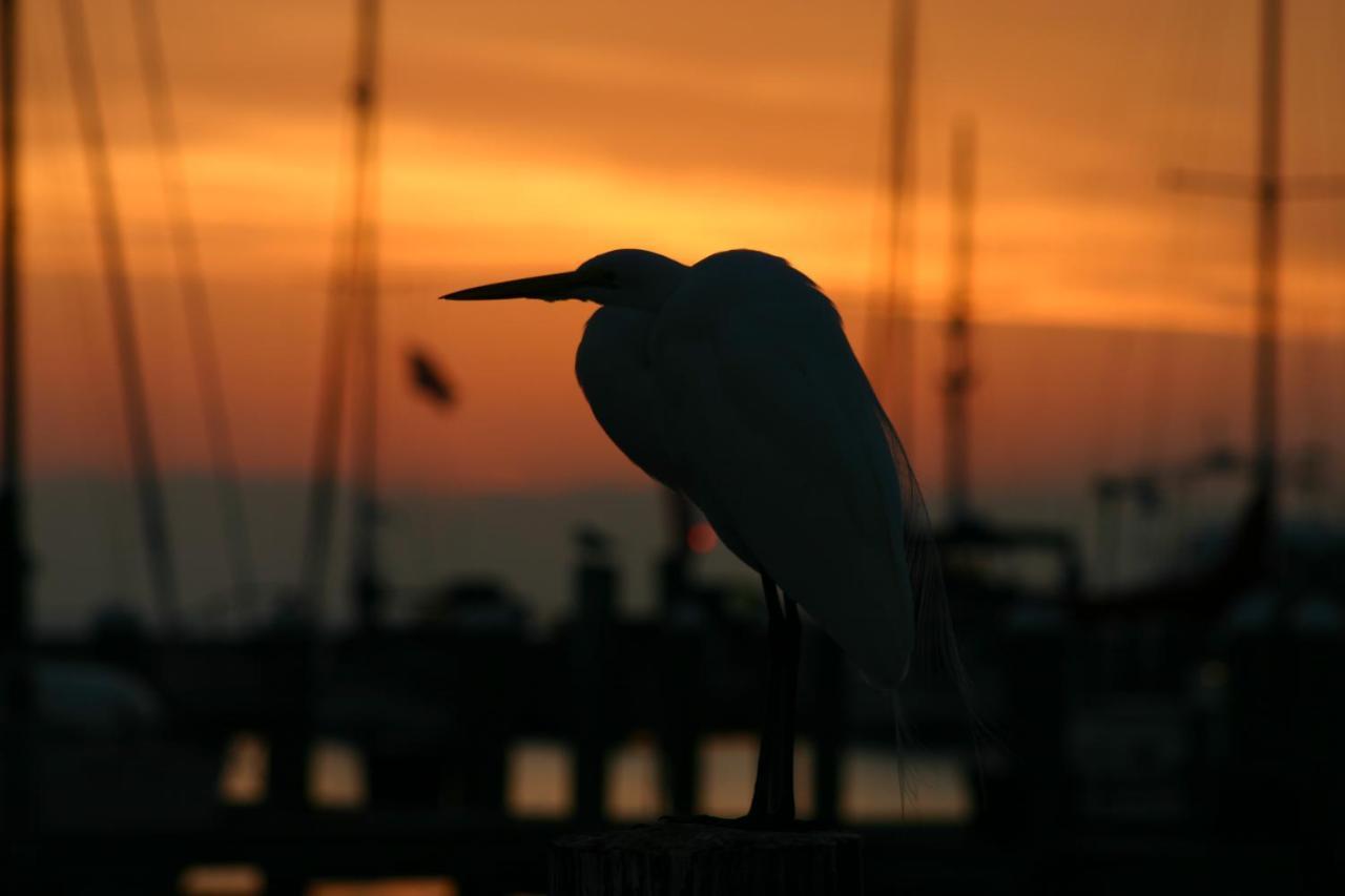 Whooping Crane Manor B & B Rockport Extérieur photo